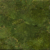 Waldmoos