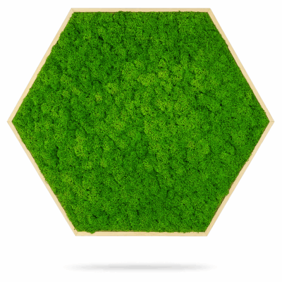 Moosbild Hexagon